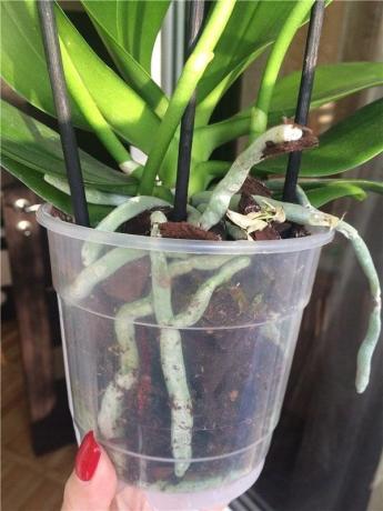 Kunststoff-Topf - die für Phalaenopsis bevorzugt