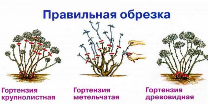 Scheme Ernte im Herbst verschiedene Arten von Hortensien ( http://fruittree.ru/wp-content/uploads/2017/07/Obrezka.jpg)