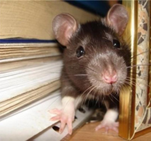 Warum Mäuse und Ratten nagen Drähte?