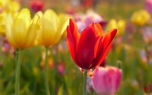 4 Tulpen Verpflanzungsverfahren. Schützen Sie die Zwiebeln von Nagetieren