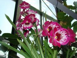 Pflege Orchidee Milton Hause