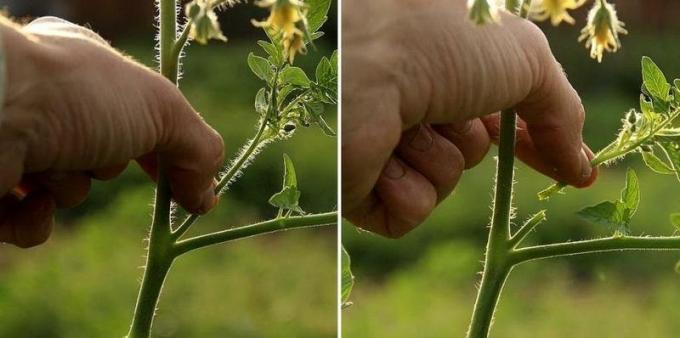 Lernen Tomate kneifen | Quelle Foto econet.ru