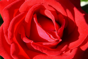Sternrußtau eine Rose. Wie zu kämpfen. resistente Sorten