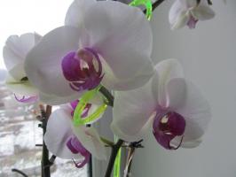 Warum tauche ich Orchideen, nicht aus einer Gießkanne Bewässerung