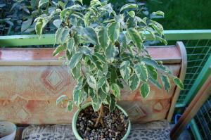 Das Einpflanzen Ficus benjamina. Die Aufrechterhaltung einer gesunden Pflanze ohne lästiges