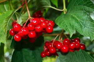 Viburnum rot - sehr gesund Beeren. Wie zu handhaben und zu speichern Winter