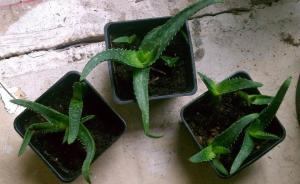 Rooting Aloe. Die Feinheit des Prozesses