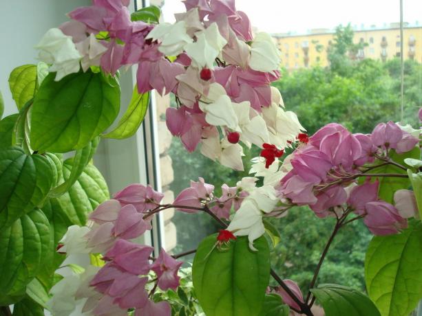 Zunächst mag es, dass das Foto erscheinen - 2 oder sogar 3 verschiedene Pflanzen. Aber das ist ein Irrtum: auf dem Foto - ein Clerodendrum Thompson kopieren. Foto: Yandex. Bilder
