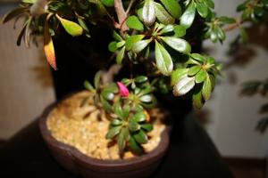Saving Azalea - warum die Pflanze fällt Blätter und was zu tun ist, das Problem zu lösen?