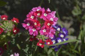 Verbena - schöne Blume mit einem angenehmen Geruch, für die man sich kaum kümmern kann