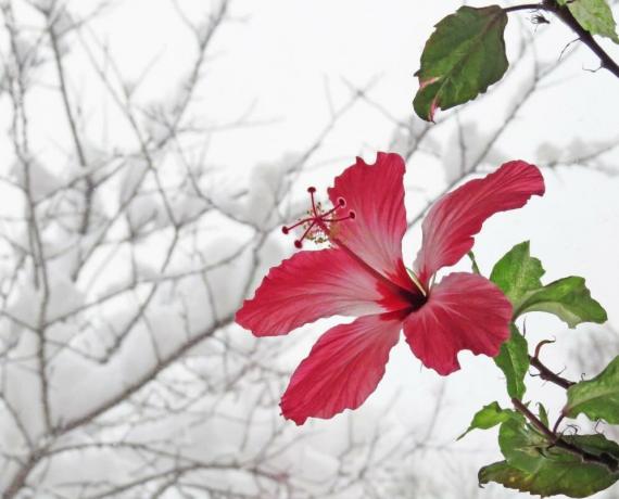 Hibiscus blüht im Winter, wenn sie in Hitze sind, dann aber im Sommer nicht Knospen werfen. Illustrationen für einen Artikel aus dem Internet