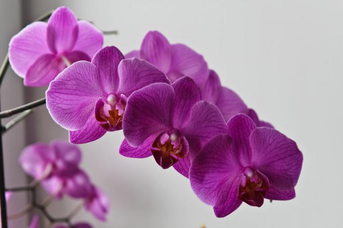 In früheren Veröffentlichungen habe ich eine Menge Bilder von meiner Phalaenopsis. Neue Bilder gibt es aber: eine helle lila Orchidee entschied mich zu einem üppigen Blüte zu behandeln