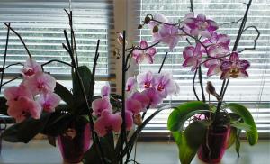 Wo gibt es die Orchideen in der Wohnung setzen? Beratung durch erfahrene Gärtner
