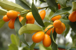 Kumquat: nützliche Eigenschaften und Gegenanzeigen