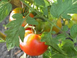 Tomato Leidenschaft-2. Was sollte die Tomaten im August