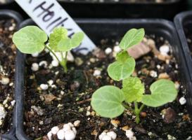 Anbau Malve Samen: wie und wann die Anlage