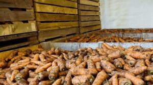 Das bewährte Verfahren zum Speichern von Karotten. Speichern Sie Ihre Ernte ohne Probleme