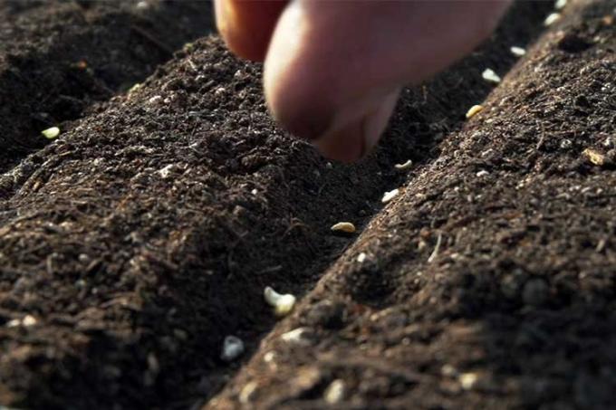 Wenn Samen für die Aussaat von Wintergetreide ist es wichtig, sie in den Boden in einer bestimmten Tiefe zu stopfen