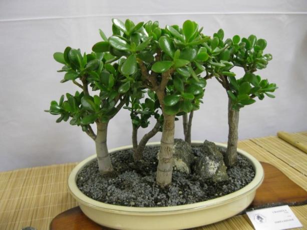 Bonsai Geldbaum