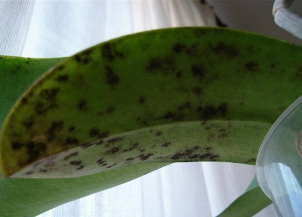 Rußiger Pilz auf Orchidee ( https://agronomu.com/)