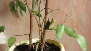 Schöner Ficus Benjamin verliert Blätter? Ein paar einfache Tipps, die helfen Anlagen