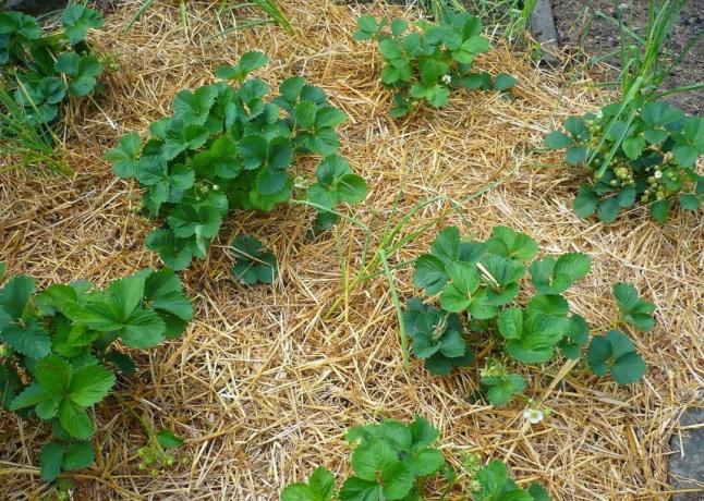 4 dumme Fehler während der Mulchen Pflanzen | Garten & Gartenbau