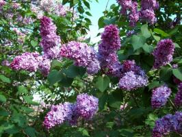 Frühling Beschneidung lilacs - warum und wie Verhalten