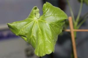 Blush, falten oder trockene Blätter in Gerani: warum es geschieht und was zu tun ist?