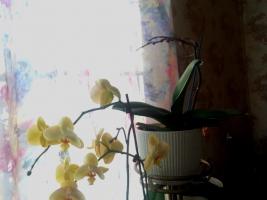 Bernsteinsäure wird nicht die Orchideen helfen. Der Haupt Mythos des Internets