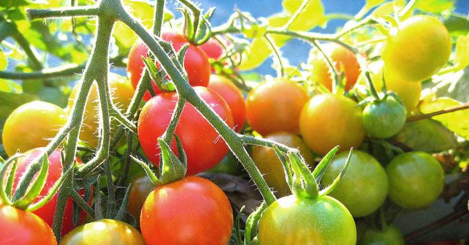 Reifende Tomaten,: Foto aus dem Internet