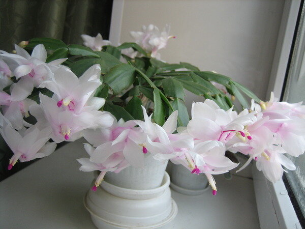 Für diejenigen, die die Zartheit lieben: schneeweiße Blütenblätter mit hellen rosa Akzenten