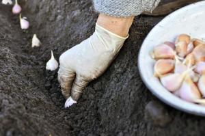 Als fürsorgliche Gärtner bereiten vor dem Einpflanzen Winter Knoblauch