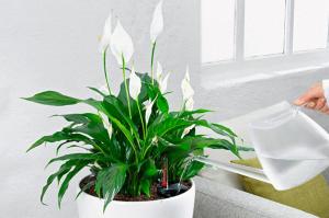 Alle von der Blume Spathiphyllum Chopin: Pflege zu Hause und Prävention verschiedenen Probleme