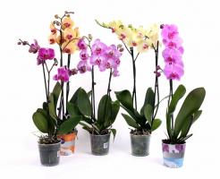 3 richtigen Möglichkeiten, um Ihre Phalaenopsis zu ruinieren