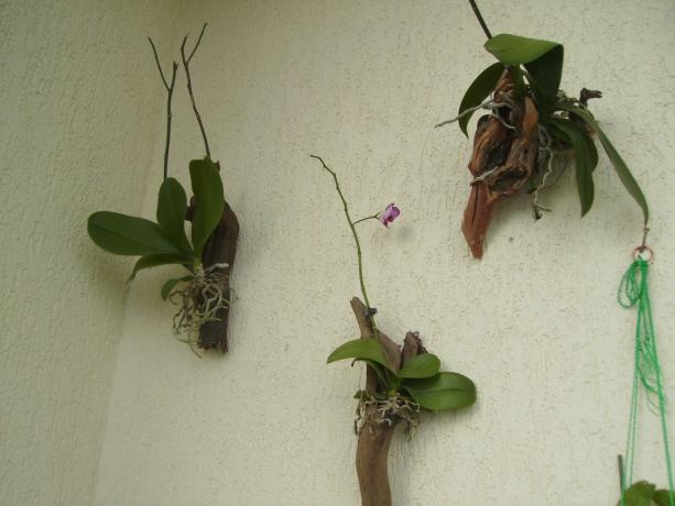 Orchideen im Block - ein Verfahren zur Züchtung von Phalaenopsis, so nah wie möglich an den natürlichen Bedingungen. Ja, es sieht seltsam aus, aber das ist, wie die Innen-Blume in der Tropen wächst!