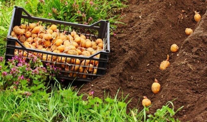 Wer wird zum Anpflanzen Kartoffeln persönlich bestraft werden? | ZikZak