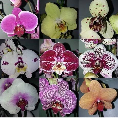 Die Vielfalt der Phalaenopsis