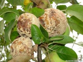 Was passiert, wenn Birnen und Äpfel auf einem Baum verrotten