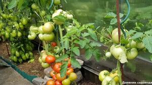 Fehler, die zu einer kleinen Ernte von Tomaten führen