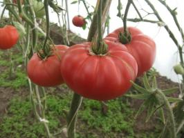 Berühmte Minusinsker Tomate. Sorten, die Zeit getestet werden