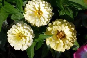 Zinnia - schöne Blumen in Ihrem Garten!