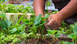 Die Verarbeitung und Erdbeeren im August Düngen: die Büsche und Pflanzengesundheit ist in unseren Händen
