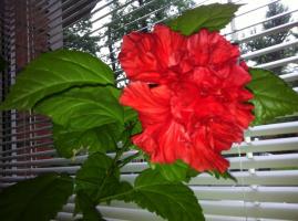 Chinese Rose (Hibiscus) blüht nicht zu Hause: warum es geschieht und was zu tun ist?