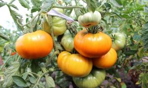 5 Sorten von Tomaten für „lazy“ (Teil 2)