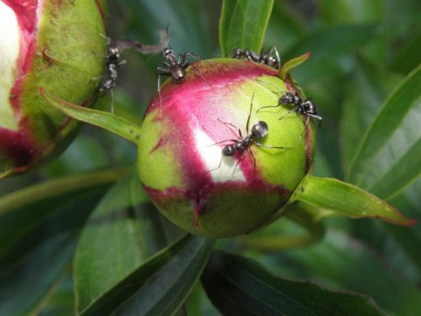 Warum Ameisen sind so lieb, Pfingstrose? Die Antwort ist einfach: sie den süßen Nektar planieren. Dies ist ein Foto und dann aus dem Internet