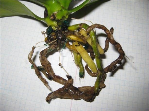 Rotten Wurzeln Phalaenopsis