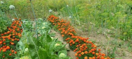 Ringelblumen im Garten abstößt meisten Schädlinge! (Pp.userapi.com)