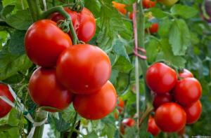 Vier Fehler, wenn sie gewachsen Tomaten, die in einer kleinen Ausbeute führen