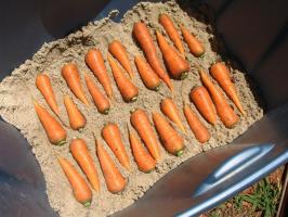 Karotten werden mindestens 8 Monate saftig: mein Großvater Methode - in den Sand zu halten