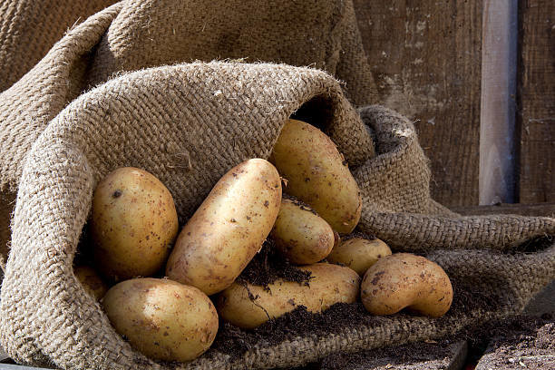 Rausschmiß hilft perfekt die ohne Verluste gelagerten Kartoffeln